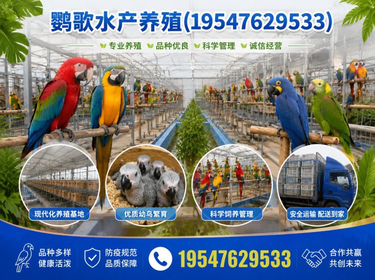 成都合规鹦鹉养殖展示图