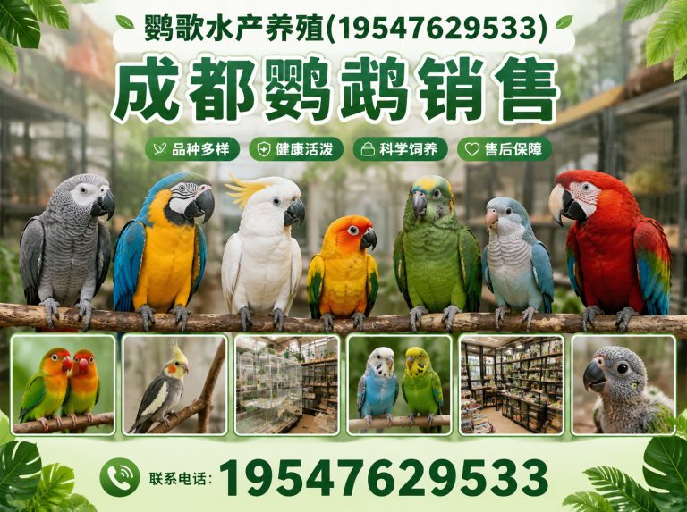 成都鹦鹉养殖公司展示图