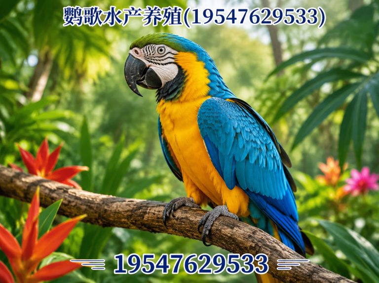 成都中大型鹦鹉繁育展示图